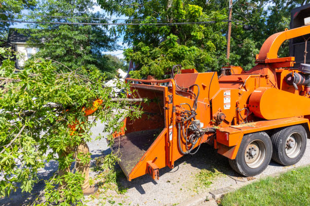 Best Tree Trimming Near Me  in USA